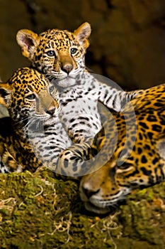 Jaguar Cubs