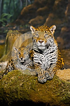 Jaguar Cubs