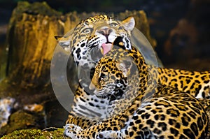 Jaguar Cubs