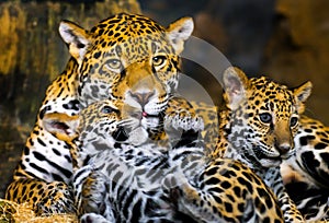 Jaguar Cubs photo