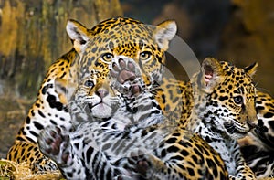 Jaguar Cubs