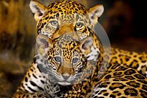 Jaguar Cubs