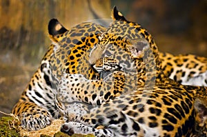 Jaguar Cubs