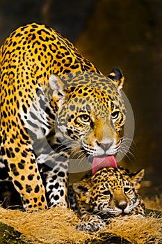 Jaguar Cubs