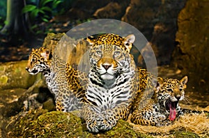 Jaguar Cubs