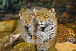 Jaguar Cubs