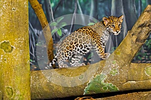 Jaguar Cubs photo
