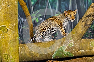 Jaguar Cubs