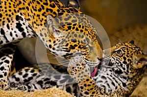 Jaguar Cubs