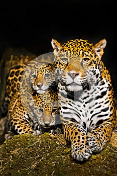 Jaguar Cubs