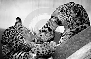 Jaguar cubs are cats, a feline in the Panthera genus