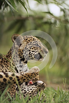 Jaguar cubs in grass