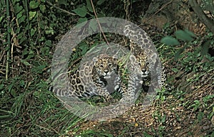 JAGUAR CUBS panthera onca