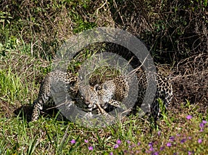 Jaguar cubs playing