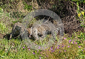 Jaguar cubs playing