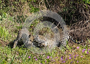 Jaguar cubs playing