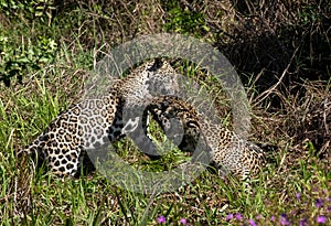 Jaguar cubs playing