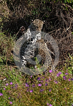 Jaguar cubs playing