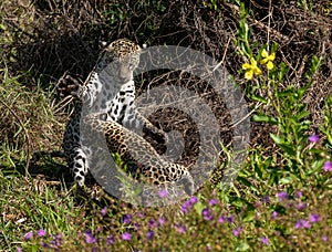 Jaguar cubs playing