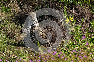 Jaguar cubs playing