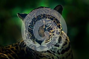 Jaguar in dark forest. Detail head portrait of wild cat. Big animal in the nature habitat. Jaguar in Costa Rica tropic forest. Clo