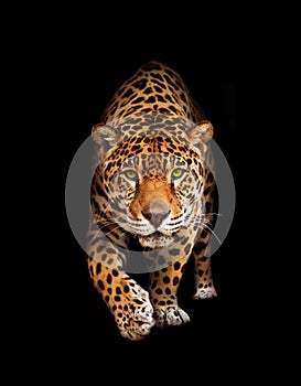 Jaguar in darkness - front view, isolated