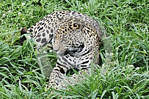 Jaguar photo