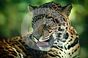 Jaguar. Detail head portrait of wild cat. Big animal in the nature habitat. Jaguar in Costa Rica tropic forest.