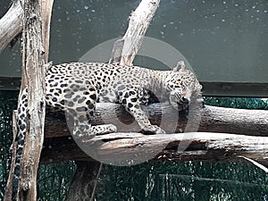 Jaguar dreaming while in somber sleep