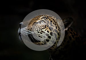 Jaguar face..