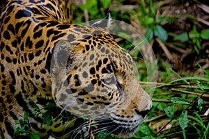 Jaguar face closeup