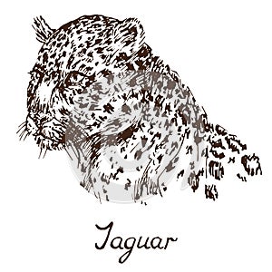 Jaguar face, hand drawn doodle, sketch