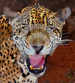 Jaguar face Portrait (Panthera onca)