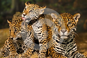 Jaguar Family