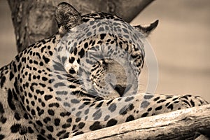 Jaguar is a feline in the Panthera genus