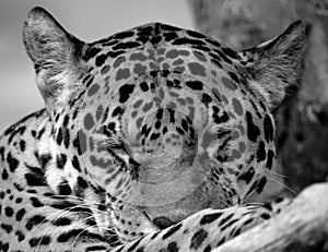 Jaguar is a feline in the Panthera genus