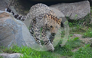 Jaguar are a feline in the Panthera genus