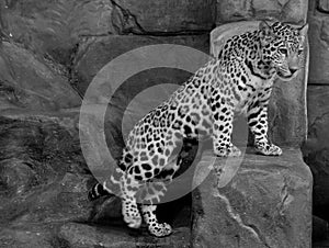 Jaguar is a feline in the Panthera genus only extant Panthera species