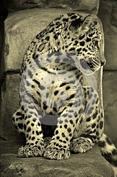 Jaguar is a feline in the Panthera genus only extant Panthera species