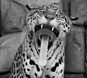 Jaguar is a feline in the Panthera genus only extant Panthera species