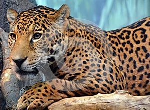Jaguar are a feline in the Panthera genus only extant Panthera species