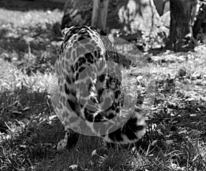 Jaguar is a feline in the Panthera genus only extant Panthera species native to the Americas.