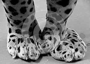Legs of a Jaguar is a feline in the Panthera genus only extant Panthera species
