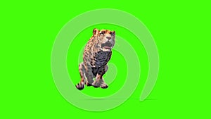 Jaguar Feline Runcycle Down Green Screen Animals 3D Rendering Animation