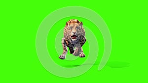 Jaguar Feline Runcycle Front Green Screen Animals 3D Rendering Animation