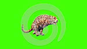 Jaguar Feline Runcycle Green Screen Animals 3D Rendering Animation