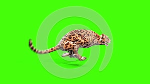 Jaguar Feline Runcycle Side Green Screen Animals 3D Rendering Animation