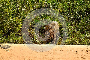 Jaguar female on Rio Cuiaba riverbank, Porto Jofre, Brazil photo