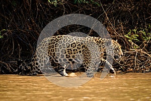 Jaguar female on Rio Cuiaba riverbank, Porto Jofre, Brazil photo