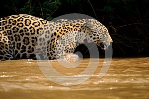 Jaguar female on Rio Cuiaba riverbank, Porto Jofre, Brazil photo